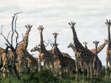 Giraffe Milling on Alexander Douglas Ranch