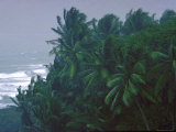 Coconut Trees Swaying in Wind From Approaching Storm on Dominica