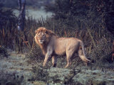Male Lion in the Wild