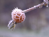 Frost Setting on Wild Rose Hips in Idaho Primitive Area