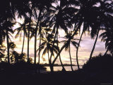 Coconut Trees Swaying in Lagoon of Atoll of Cocos Islands