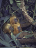 Golden Lion Tamarins Peeking Out From Hiding Place in Rain Forest