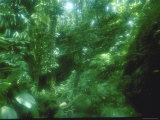 Lush Tropical Vegetation