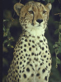 Cheetah Proudly Crouched on Game Reserve in Country in Africa