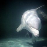 Porpoise Swimming Underwater in an Aquarium Tank