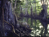 Giant Pterocarpus Trees  Their Twisted Roots Rising from the Water