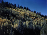 Heavily Wooded Mountainside in Grand Canyon National Park