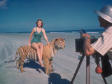 Bathing Beauty Sitting on Back of Large Tiger on Beach as Photographer Sets Up Camera