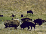 Herd of Bison Roaming Across National Bison Range