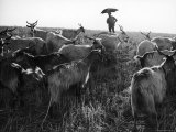 Farmer under Umbrella in Countryside with His Goats