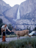 Father and Son Feeding a Wild Deer in Yosemite National Park with Yosemite Falls in the Background