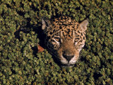 Jaguar Poking Its Head Through Plant Clogged Pool  Brazil