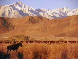 Cowboy Watching over Herd of Cattle in the Foothills of the Sierra Nevada Mountains