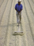 Worker Using Hoe Like Device to Turn Coffee Beans Drying in the Sun at La Retana Plantation