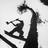 Lumberjack Cutting Tree in New Zealand