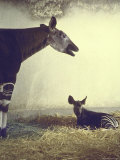 Baby Okapi Sitting on Mat of Straw as Its Mother Looks on at Parc Zooligique of Vincennes