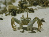 Ghost Crab Sidling Along Beach of Cocos Islands