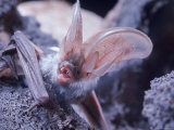 Excellent Close Up of the Spotted Bat