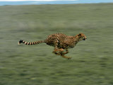 Cheetah Running Across Grassland in Country in Africa