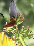 Green Throated Caribbean Hummingbird Attacking Banana Blossom  Dominica  West Indies