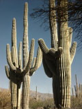 Giant Saguaro Cacti Growing During Springtime at the Saguaro National Monument  Near Tucson