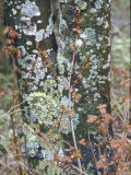 Lichen and Maple Leaves Adhere to a Tree Near Cheat River