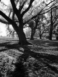 Live Oak Trees at Bonny Hall Plantation