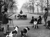 Dog Walkers in Central Park