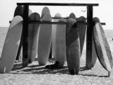 Dog Seeking Shade under Rack of Surfboards at San Onofre State Beach