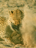 Leopard Killing a Baboon After a Chase