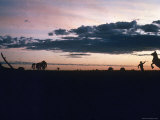 Dawn in the Australian Outback Finds a Stockman Trying to Calm His Rearing Horse