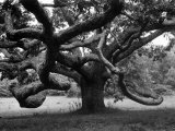 Giant Oak Tree on Martha's Vineyard
