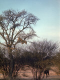 Leopard Chasing a Baboon Which Has Just Jumped from Tree After the Leopard Had Climbed Up