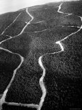 Aerial View of Roads Cutting Through Forested Section of Cape Cod National Park