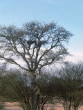 Leopard Chasing a Baboon Up a Tree