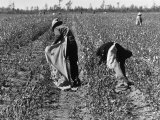 African American Farm Workers Picking Cotton
