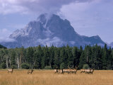 Elk Grazing in Foreground with Mt Moran in the Background