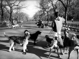 Dog Walkers in Central Park