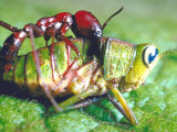Close Up Side View of a Driver Ant Attacking a Grasshopper  Africa