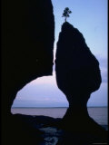 Lone Tree Atop a Tide Sculptured Pillar of Limestone Towering 70 Ft High  Bay of Fundy