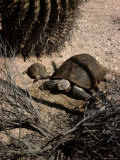 Desert Tortoise and Youngster in the Sonoran Desert