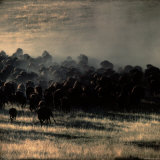 Herd of Bison Roaming Across National Bison Range