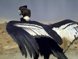Close Up of a Perched Condor in What is Peru