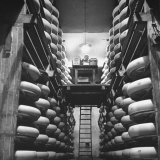 Cheeses Being Washed at Cheese Factory