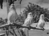 Fairy Terns at the US Naval Base on Midway Island