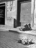Man and Dog Both Taking a Nap in Afternoon Sun