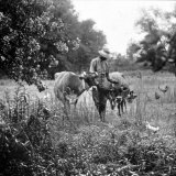 One of Albert Thornton's Sons with Cattle on Their Land Part of "Background of Segregation" Series