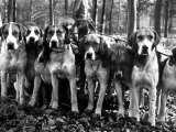 Beagles in the Forest of Fontainebleau