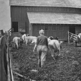 Woman Driving Cows Into a Barn