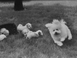 Descendant of 16th Century French Court Dogs